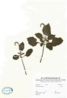 藏品(狗尾草)的圖片